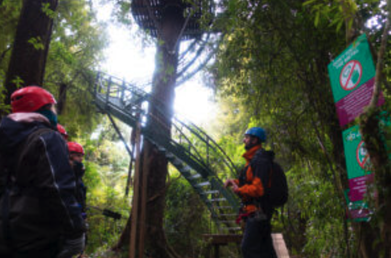 Rotorua Canopy Tour – The Ultimate Canopy Tour Experience